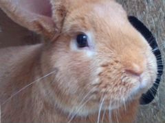 Кролики Новозеландская красная порода (нзк)