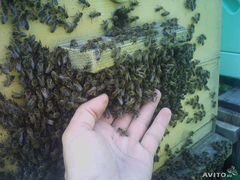 Пчелы Бакфаст