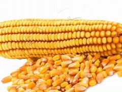 Семена кукурузы ragt микси фао 280