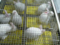 Клетки для кроликов маточные, откормочные