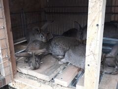 Кролики мясной породы (Фландеры)