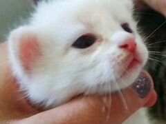 Котята белый, рыжий, полосатый