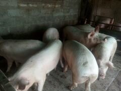 Свиньи на мясо живым весом