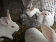 Кролики от месяца