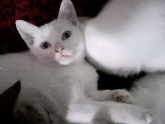 Белые котята с голубыми глазами 5 месяца