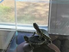 Продам черепах в акватеррариуме