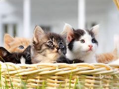 Кошки и котята разного цвета и возраста