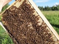 Пчелы, пчелопакеты