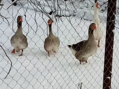 Молодая семья гусей