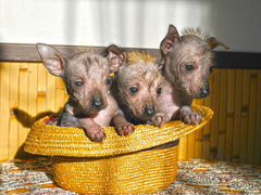 Ксолоитцкуинтли щенки