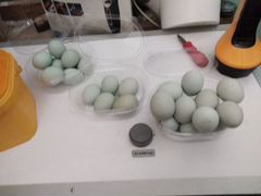 Ухейилюй яйца чёрных кур (инкубационное)