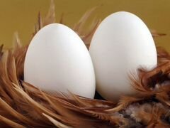 Инкубационное яйцо индоутки, гуся