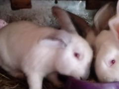 Кролики для разведения