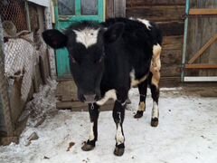Продам годовалую телку от молочной коровы