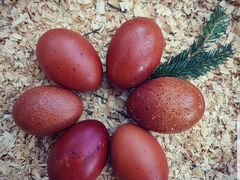 Инкубационное яйцо маранов, арауканов