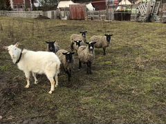 Овцы(6 баранов и коза)