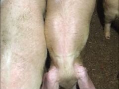 Свинка 3,5 месяца