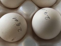 Инкубационное Яйцо павловских золотистых кур