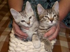 Воспитанные котята от кошки-мышеловки