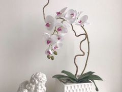 Орхидея, Цветы, цветочная композиция