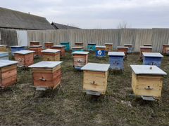 Продажа пчелопакетов от 5 до 50 штук, пчела корпат