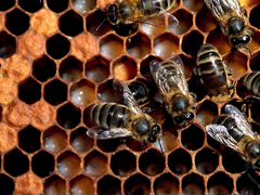 Пчелиные семьи, отводки. Руты, даданы