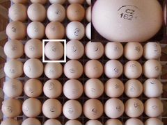 Инкубационое яйцо kobb-500 импорт
