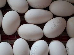 Гусиное инкубационное яйцо