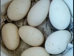 Яйца гусиные индюшиные