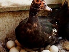 Яйцо утки утиные для инкубатора инкубационные яйцо