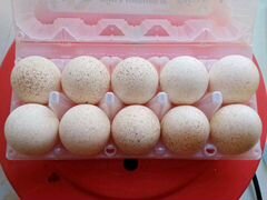 Инкубационное яйцо индейки-аспидные и бронза
