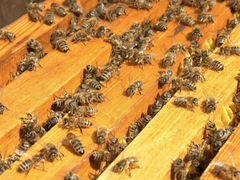 Пчелосемьи пчелопакеты