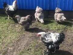 Куры, петухи и цыплята