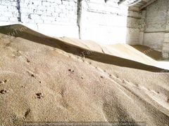 Пшеница озимая 120000 кг. урожай 2017 г