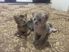 Абиссинские котятки