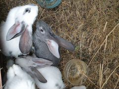 Кролики помесные мясных пород
