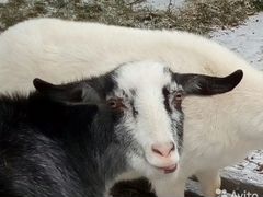 Продается дойная коза