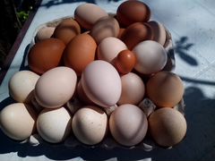 Продажа куриных и индюшачьих яиц