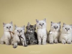 Сибирские котята: Невские маскарадные и Традиционн