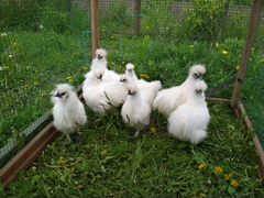 Китайские шелковые цыплята