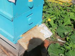 Продаются пчёлы с мёдом Цена договорная