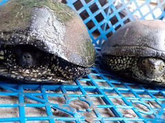 2 взрослые черепахи