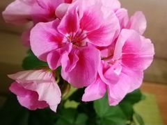 Герань (пеларгония) двухцветная розовая