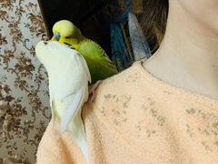 Выставочные волнистые попугаи чехи(ввп)