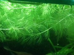 Растения аквариумные