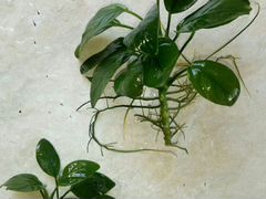 Аквариумное растение
