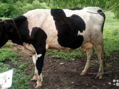 Молодая корова