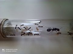 Матка муравьи жнецы мессор структор