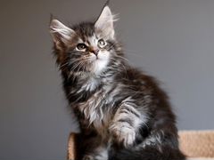 Мейн-кун котенок черный мрамор на серебре