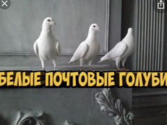 Белые почтовые голуби
